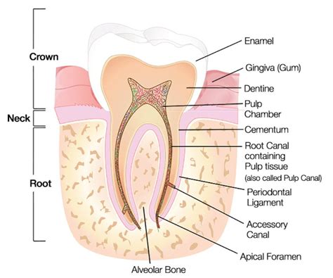 Understanding The Anatomy Of Teeth | A Brief Guide