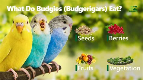 What Do Budgies (Budgerigars) Eat? Their Diet Explained - IMP WORLD