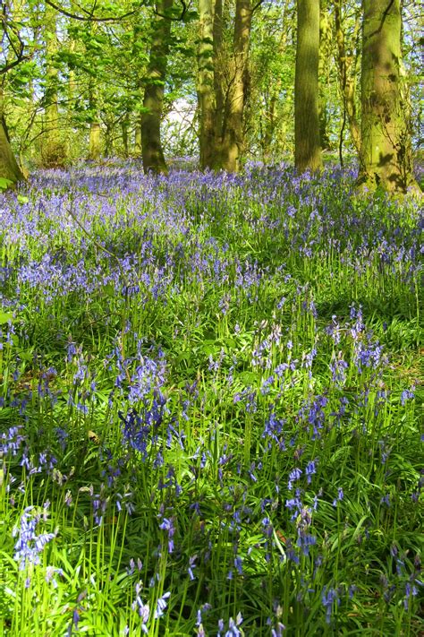 Bluebell Woods Free Stock Photo - Public Domain Pictures