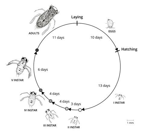 Tsetse Fly Life Cycle