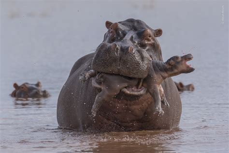 Last Gasp | Wildlife Photographer of the Year | Natural History Museum