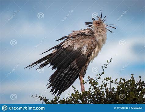 Birds of the Maasai Mara National Reserve Kenya Stock Image - Image of ...