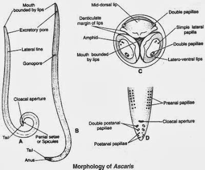 Ascaris lumbricoides(蛔蟲) - 小小整理網站 Smallcollation