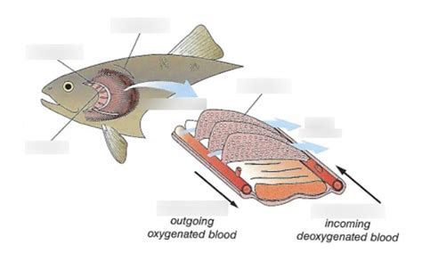 Gill Anatomy