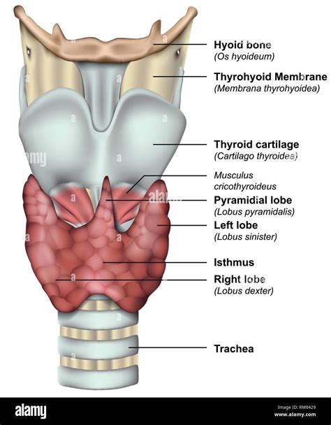 Microbio Cadena Alcalde thyroid gland anatomy Notable El principio ...