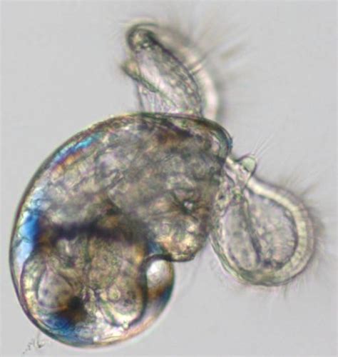 Invertebrate Embryology: Veliger larvae of molluscs