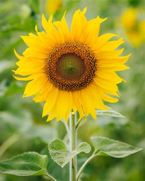 History and Meaning of Sunflowers - ProFlowers Blog