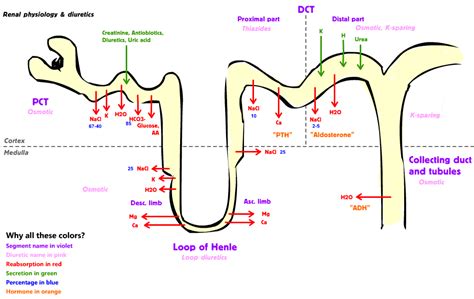 Thiazide Diuretics - almostadoctor