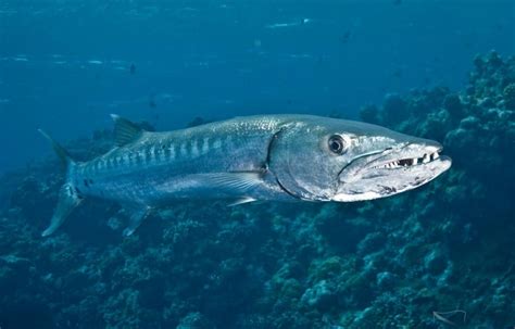 barracuda | Dangerous fish, Fishing world, Fish