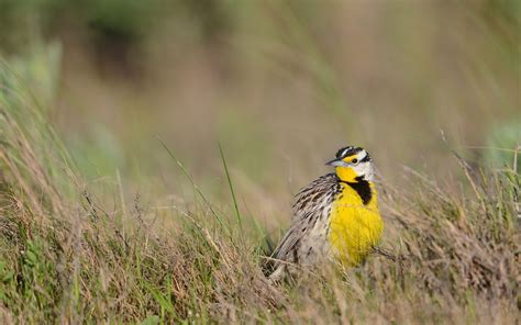 Great Lakes Birds