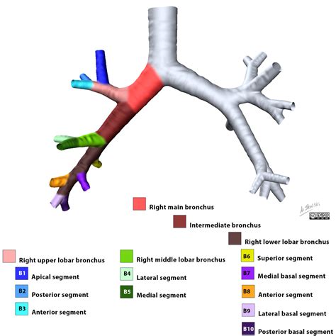 Bronchus Anatomy - Anatomy Reading Source