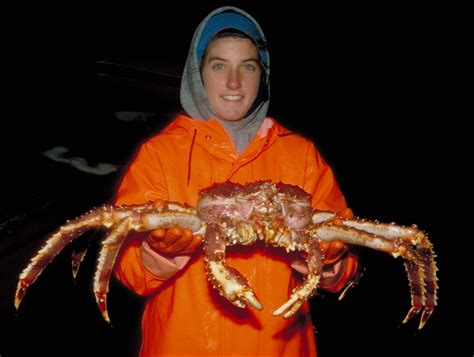 Alaska crab report: King and tanner crab stocks drop as snow crab ...