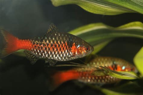 30+ Types of Barb Fish to Keep in Your Aquarium - AquariumNexus