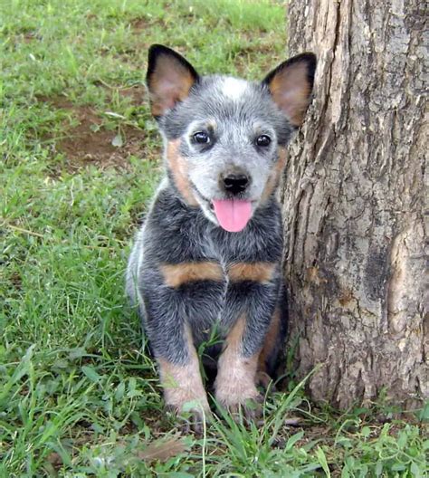 Where to Find Queensland Heeler Puppies for Sale - Dogable