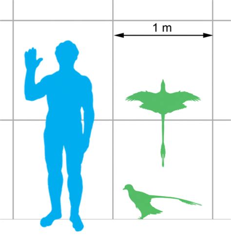 Fish was on the menu for early flying dinosaur Microraptor