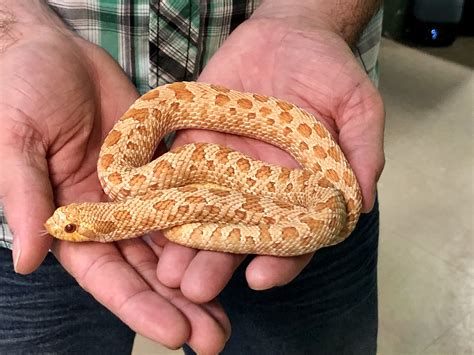 z(OUT OF STOCK) - WESTERN HOGNOSE SNAKE - ALBINO, (Dave) CB