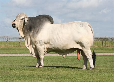 What Is A Brahman Cattle? | Religions Facts