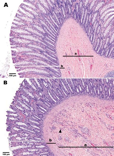 Typical histological appearance of the cecum of a Beagle dog 24 h after ...