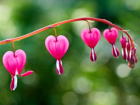 Growing Bleeding Hearts: How To Care For A Bleeding Heart Plant ...