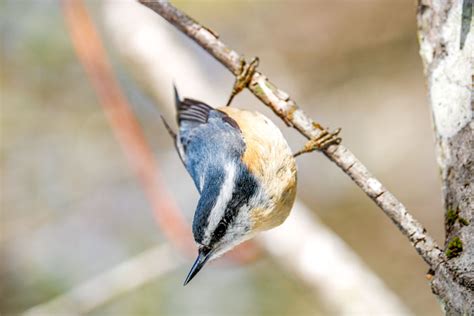 The Red-breasted Nuthatch and Its Quirky Behavior