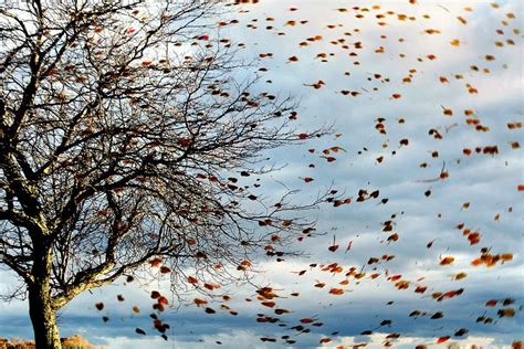 Gust of wind blowing leaves off a tree in autumn. | Smithsonian Photo ...