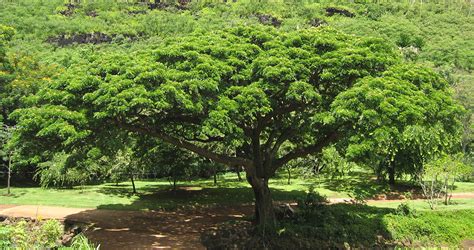 National Tropical Botanical Garden | Samanea saman - Plant Detail ...