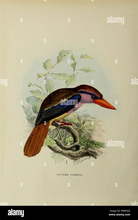 A monograph of the Alcedinidae Stock Photo - Alamy