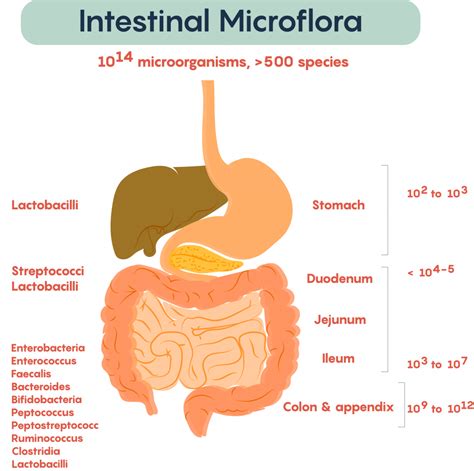 4.1: The Gut Microbiome and its Impact on the Brain - Medicine LibreTexts