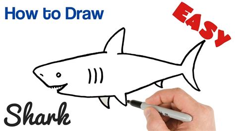 How to Draw a Shark Easy Step by Step