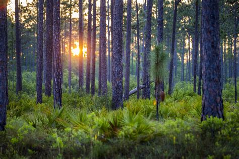 5 Things to Do in Apalachicola National Forest Manistee National Forest ...