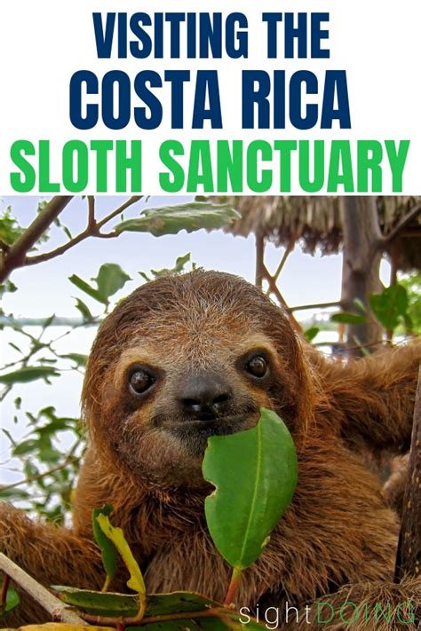 Hanging with Sloths at the Costa Rica Sloth Sanctuary