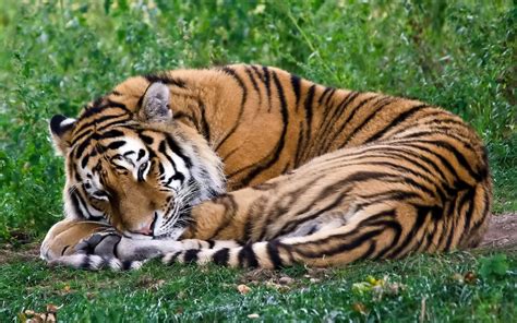 Download wallpaper tiger, is, sleeps, curled up free desktop wallpaper ...