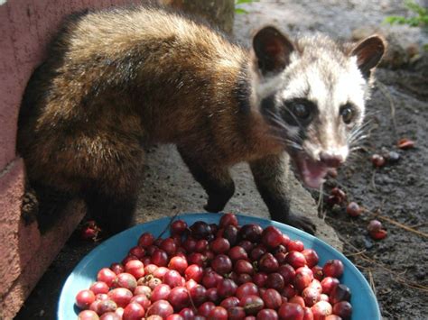 Coffee luwak from Bali: Kopi luwak what is