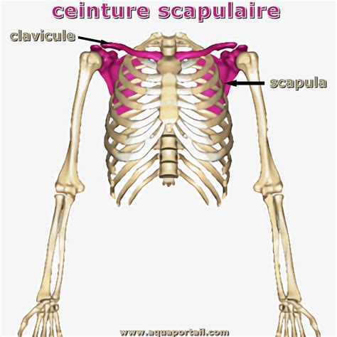 Ceinture : définition et explications