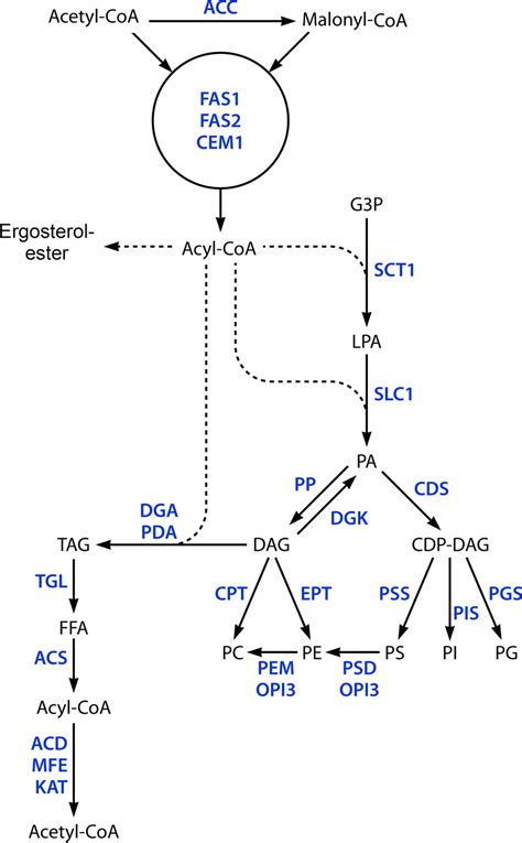 Schematic representation of lipid metabolism. Abbreviations of ...