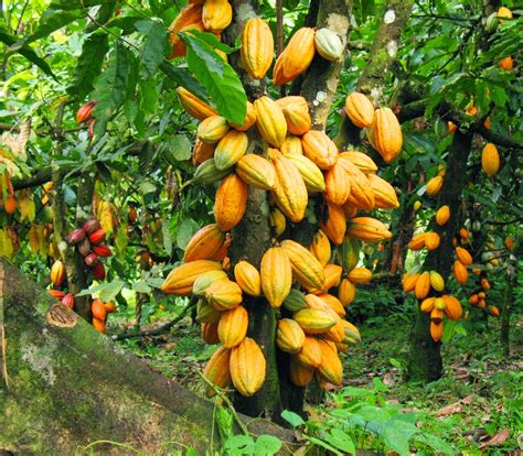 How to start a Cocoa Farm | MyAgricWorld