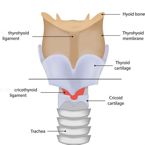 Cricothyroid Membrane Anatomy