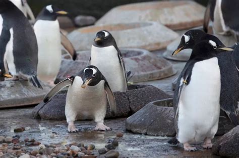 The adorable reason why Edinburgh Zoo's penguins are fighting over ...