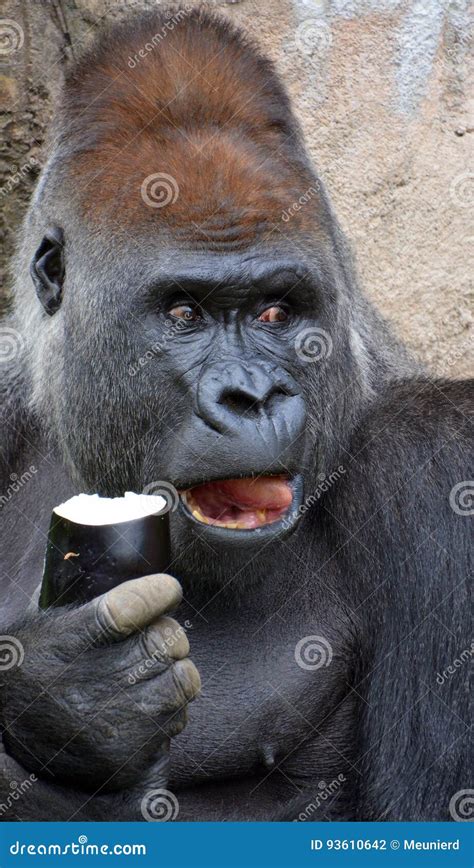 Gorillas stock photo. Image of apes, huge, central, extant - 93610642