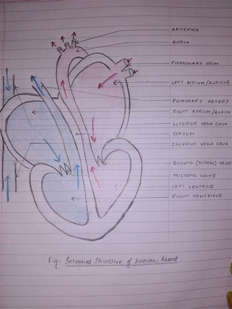 Heart diagram biology anatomy students school easy circulatory system ...