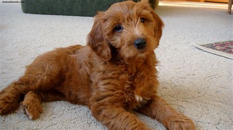 Goldendoodle - Puppies, Rescue, Pictures, Information, Temperament ...