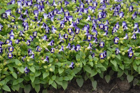 Torenia fournieri (Wishbone Flower) | North Carolina Extension Gardener ...