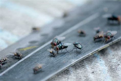 house flies - Pointe Pest Control: Chicago Exterminator & Pest Control ...