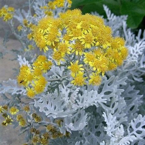 Ornamental Dusty Miller Flowering 25 Seeds - Etsy Canada