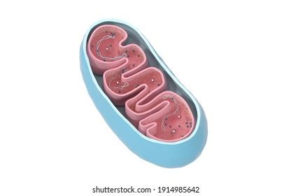 Simple Mitochondria Diagram Unlabeled