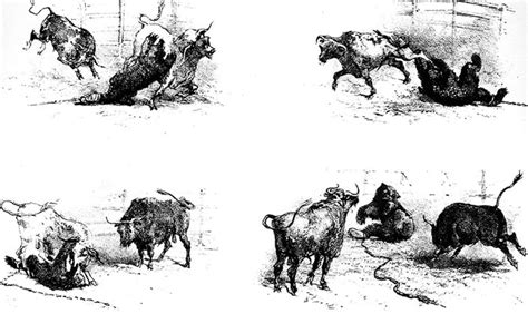 animals - When was the last bull & bear fight in California? - History ...