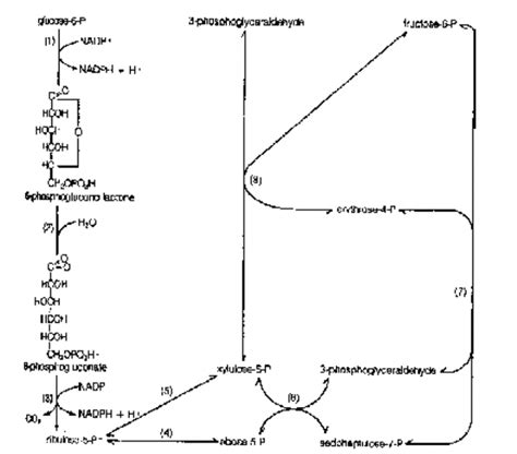 Hexose Monophosphate Shunt |About Hexose Monophosphate Shunt