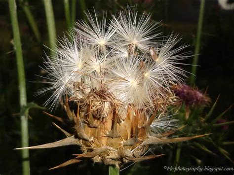 Milk Thistle Seeds | Nature, Cultural, and Travel Photography Blog