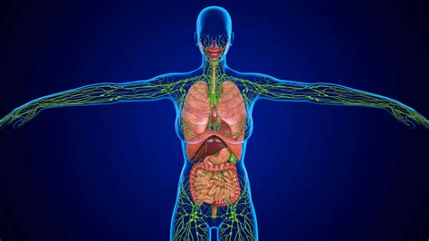 Lymphatic Vessels: Anatomy, Function, and Treatment