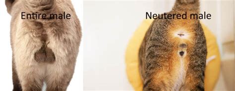 how does a male cat act after being neutered - For The Greater Column ...